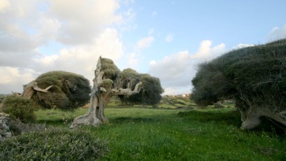 Sardinien, Experts, TC_II