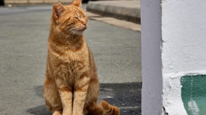 Experts in speed Cyprus - Spring 2022 - Camp 67